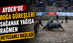Ayder’de Boğa Güreşleri Sağanak Yağışa Rağmen Heyecanlı Başladı