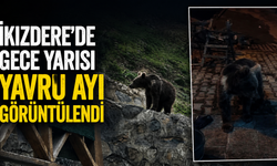 İkizdere’de Gece Yarısı Yavru Ayı Görüntülendi