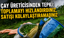 Çay Üreticisinden Tepki: Toplamayı Hızlandırdınız, Satışı Kolaylaştıramadınız