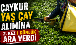 ÇAYKUR Yaş Çay Alımına 2. Kez 1 Günlük Ara Verdi