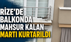 Balkonda Mahsur Kalan Martı İçin Seferber Oldular