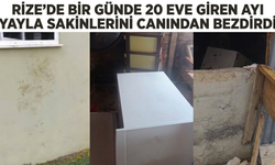 Rize'de Bir Günde 20 Eve Giren Ayı Yayla Sakinlerini Canından Bezdirdi