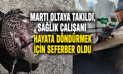 Martı Oltaya Takıldı, Sağlık Çalışanı Hayata Döndürmek İçin Seferber Oldu
