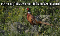 Rize'de Geçtiğimiz Yıl 500 Sülün Doğaya Bırakıldı