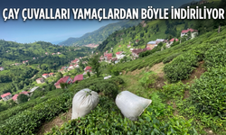 Çay Çuvalları Yamaçlardan Böyle İndiriliyor