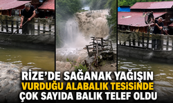 Rize'de Sağanak Yağışın Vurduğu Alabalık Tesisinde Çok Sayıda Balık Telef Oldu