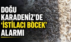 Doğu Karadeniz'de 'İstilacı Böcek' Alarmı