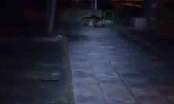 Çocuk Parkına Giren Ayı Korku Saçtı