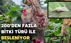 Amerikan Beyaz Kelebeği: 200’den Fazla Bitki Türü İle Beslenebiliyor