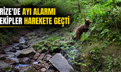 Çamlıhemşin'de Yaralı Ayı Alarmı! Ekipler Harekete Geçti