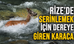 Rize'de Serinlemek İçin Fırtına Deresine Giren Karaca