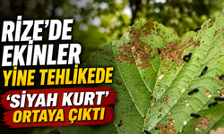 Rize'de Yine Ekinler Tehlikede 'Siyah Kurt' Ortaya Çıktı