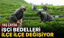 Yaş Çayda İşçi Bedelleri İlçe İlçe Değişiyor
