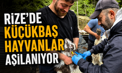 Rize'de Küçükbaş Hayvanlar Aşılanıyor