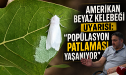 Amerikan Beyaz Kelebeği Uyarısı: "Popülasyon Patlaması Yaşanıyor"