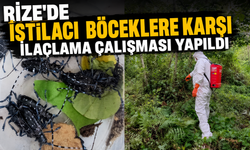 Rize’de İstilacı Böceğe Karşı İlaçlama Çalışması Yapıldı