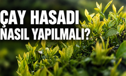 Rize’de Çay Hasadı Nasıl Yapılmalı?