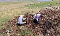 Bir Zamanlar Altın Değerindeydi, Şimdi İmha Ediliyor