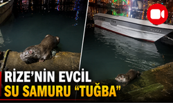 Rize'de Denizde Görüldü! Aile "Tuğba" İsmini Verdi