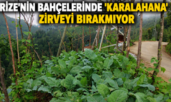 Rize'nin Bahçelerinde 'Karalahana' Zirveyi Bırakmıyor