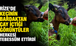 Rize'de Keçinin Bardaktan Çay İçtiği Görüntüler Herkesi Tebessüm Ettirdi