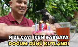 Rize Çayı İçen Kargaya Doğum Günü Kutlandı