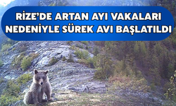 Rize'de Artan Ayı Vakaları Nedeniyle 2 Bölgede Sürek Avı Başlatıldı