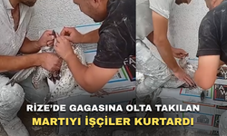 Rize'de Gagasına Olta Kancası Takılan Martıyı İşçiler Kurtardı