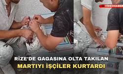 Rize'de Gagasına Olta Kancası Takılan Martıyı İşçiler Kurtardı