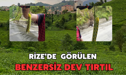 Rize’de Görülen Dev Tırtıl İncelemeye Alındı