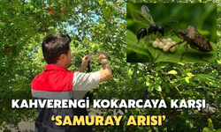 Rize'de kahverengi kokarcaya karşı 'Samuray Arısı'