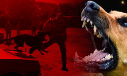 Polonya'da Başıboş Köpek Sorunu 'Yakala-kısırlaştır-sahiplendir' Yöntemiyle Çözüldü