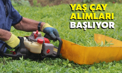 Yaş Çay Alımı Yarın Başlıyor