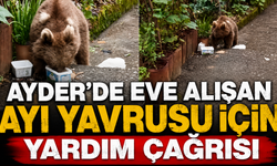 Ayder'de Eve Alışan Ayı Yavrusu İçin Yardım Çağrısı
