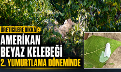 Üreticiler Dikkat: Amerikan Beyaz Kelebeği İkinci Yumurtlama Döneminde