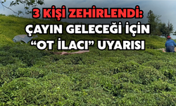 3 Kişi Zehirlendi: Çayın Geleceği İçin "Ot İlacı" Uyarısı