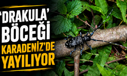 'Drakula' Böceği Karadeniz'de Yayılıyor