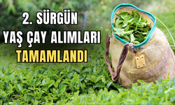 Çaykur İkinci Sürgün Yaş Çay Alımlarını Tamamladı