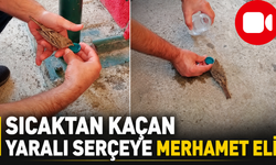 Sıcaktan Kaçan Yaralı Serçeye Merhamet Eli!
