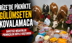 Rize’de Piknikte Gülümseten Kovalamaca