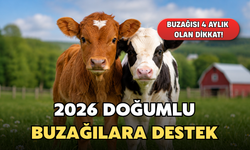 Buzağısı 4 Aylık Olan Dikkat! 2026 Doğumlu Buzağılara Destek
