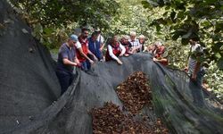 Fındık Hasadı Maliyetini Yüzde 80 Düşürüyor!