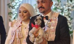Trabzon'da İlginç Olay: Damada Altın Yerine Köpek Takıldı