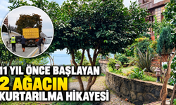 11 Yıl Önceki 2 Ağacın Yolculuk Hikayesi
