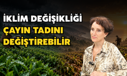 İklim Değişikliği Çayın Tadını Değiştirebilir