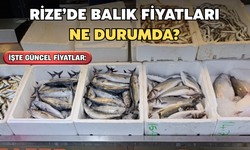 Rize’de Balık Fiyatları Belli Oldu