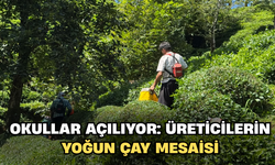 Okullar açılıyor: Üreticilerin Yoğun Çay Mesaisi