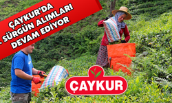 Üçüncü Sürgünde Çaykur’dan 127 Bin Tonluk Alım