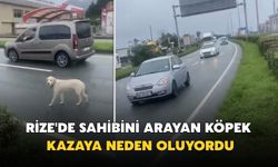 Rize'de Sahibi Arayan Köpek Kazaya Neden Oluyordu
