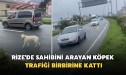 Rize'de Sahibi Arayan Köpek Trafiği Birbirine Kattı
